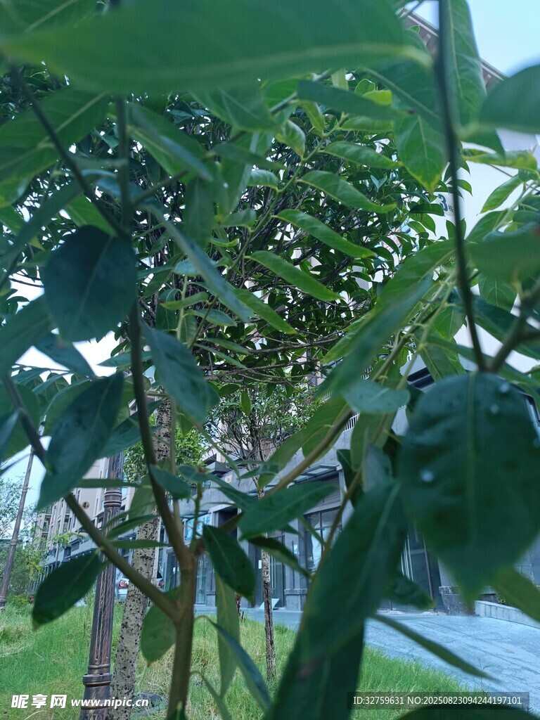 绿叶繁茂的树木景象