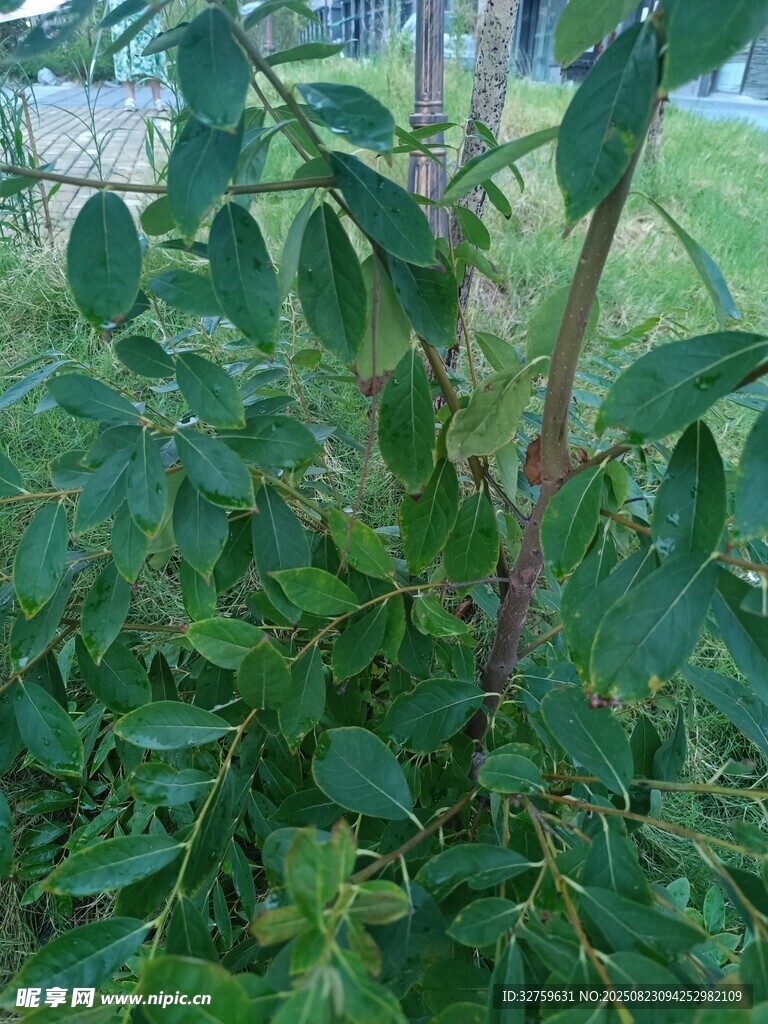 绿叶繁茂的植物枝干