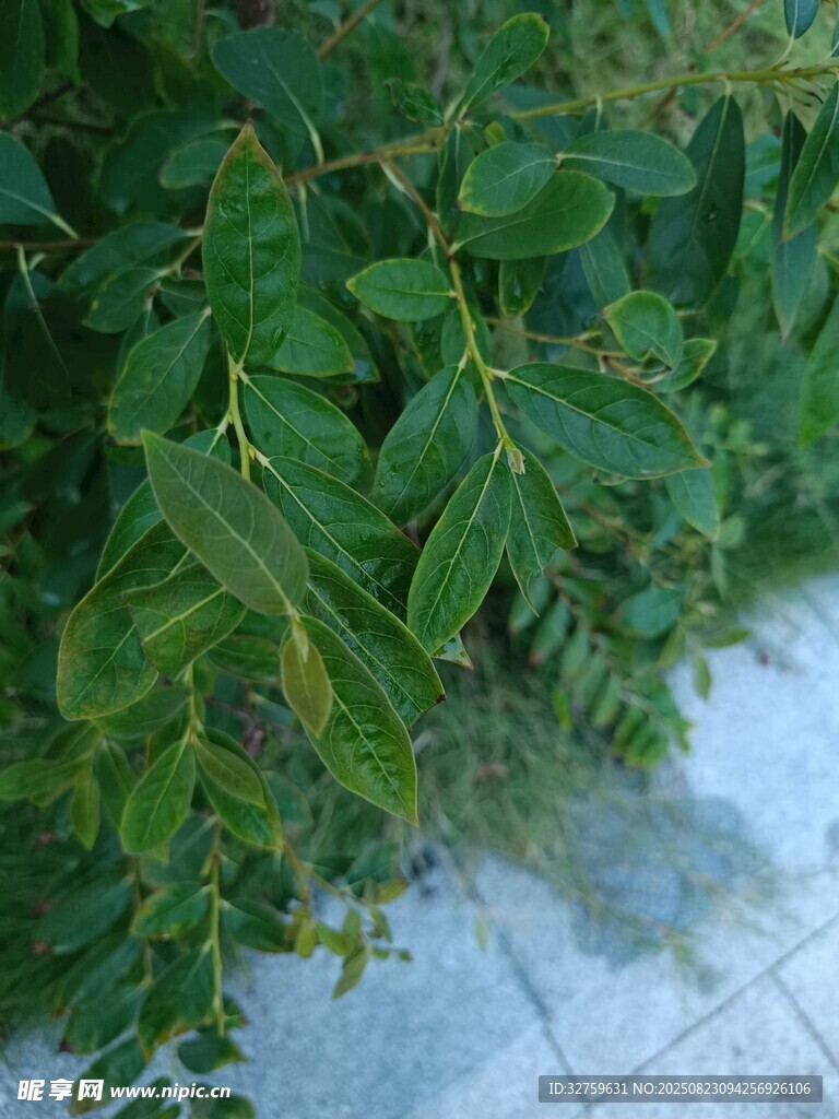 路边翠绿植物