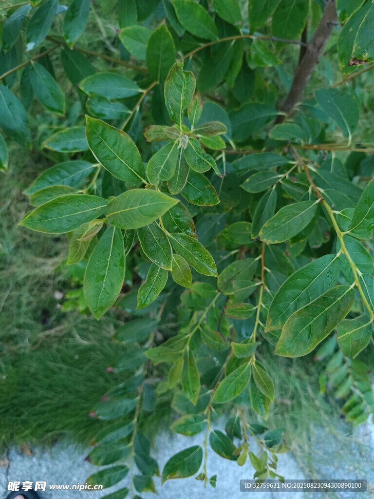 翠绿枝叶特写