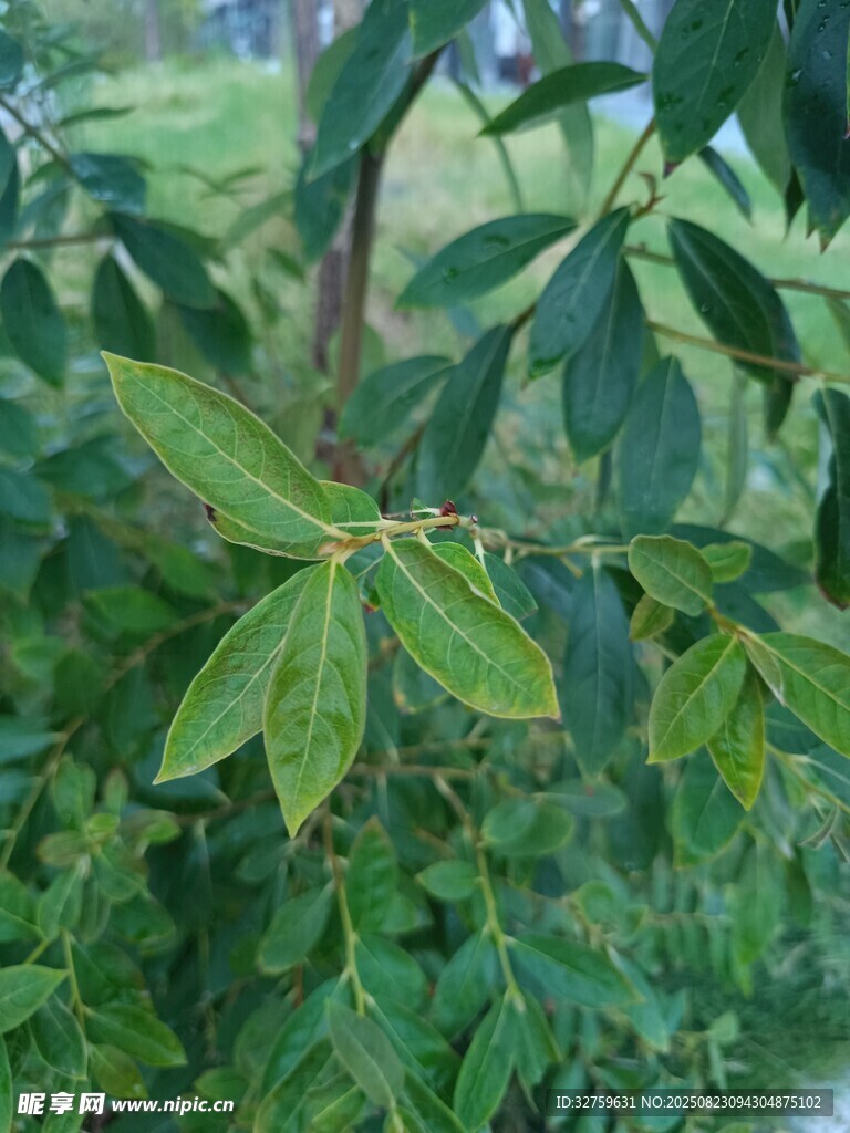 翠绿枝叶的植物特写