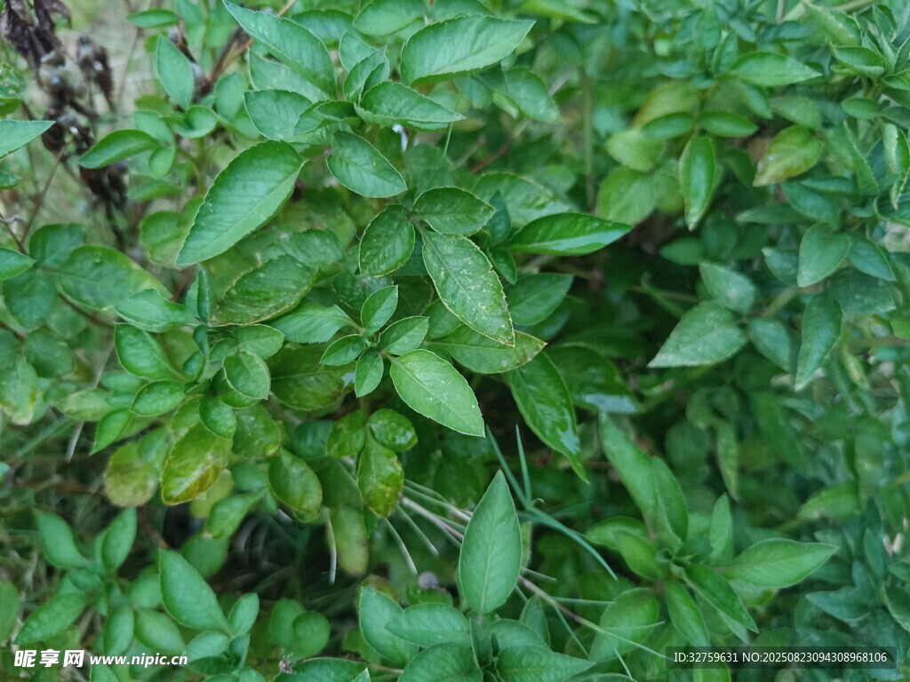茂盛的绿色植物