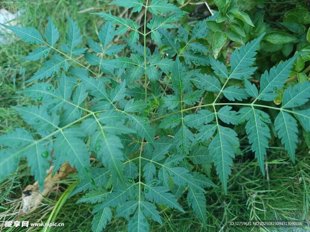 羽状复叶植物特写