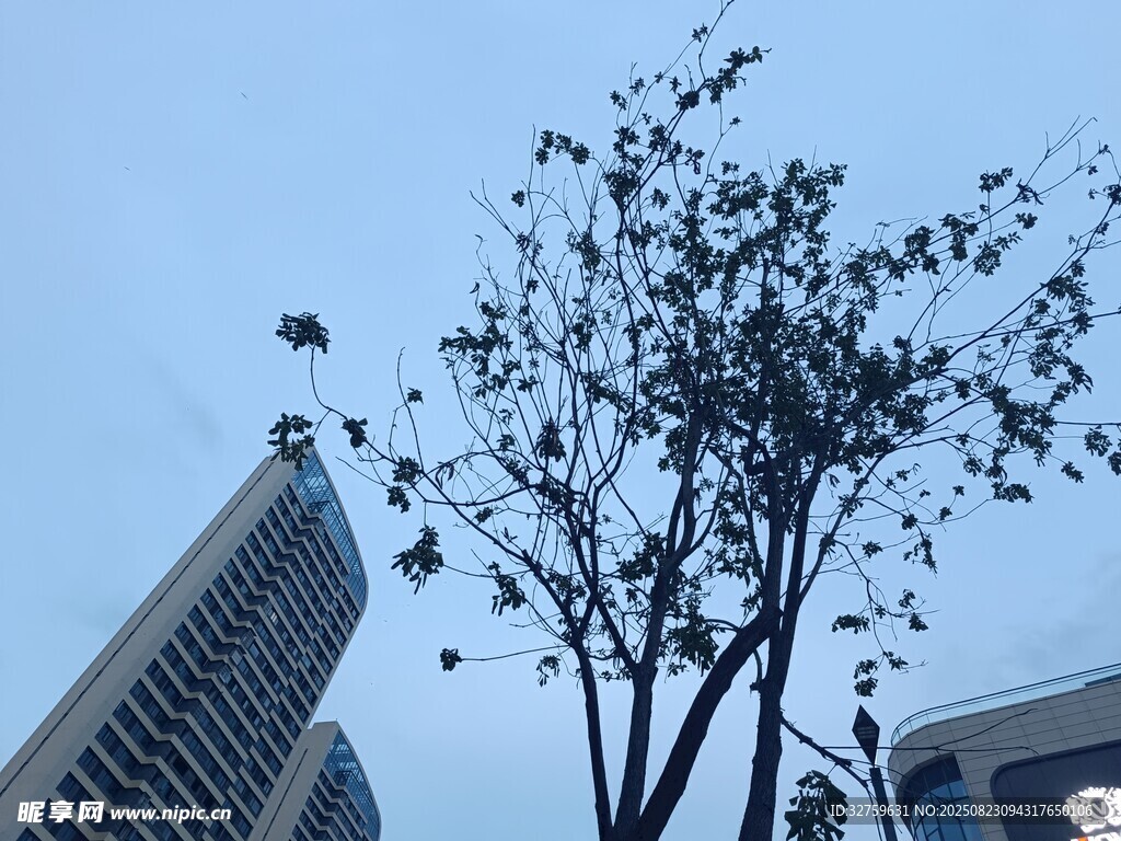 城市中树木与高楼景观