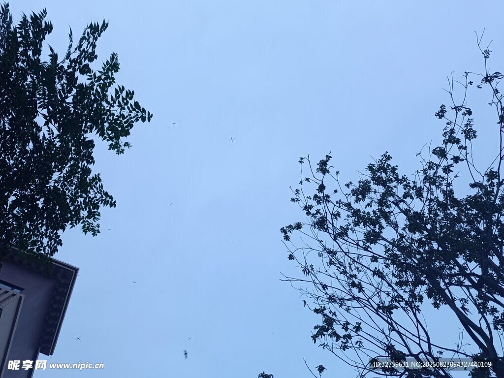 天空下的树木与飞鸟