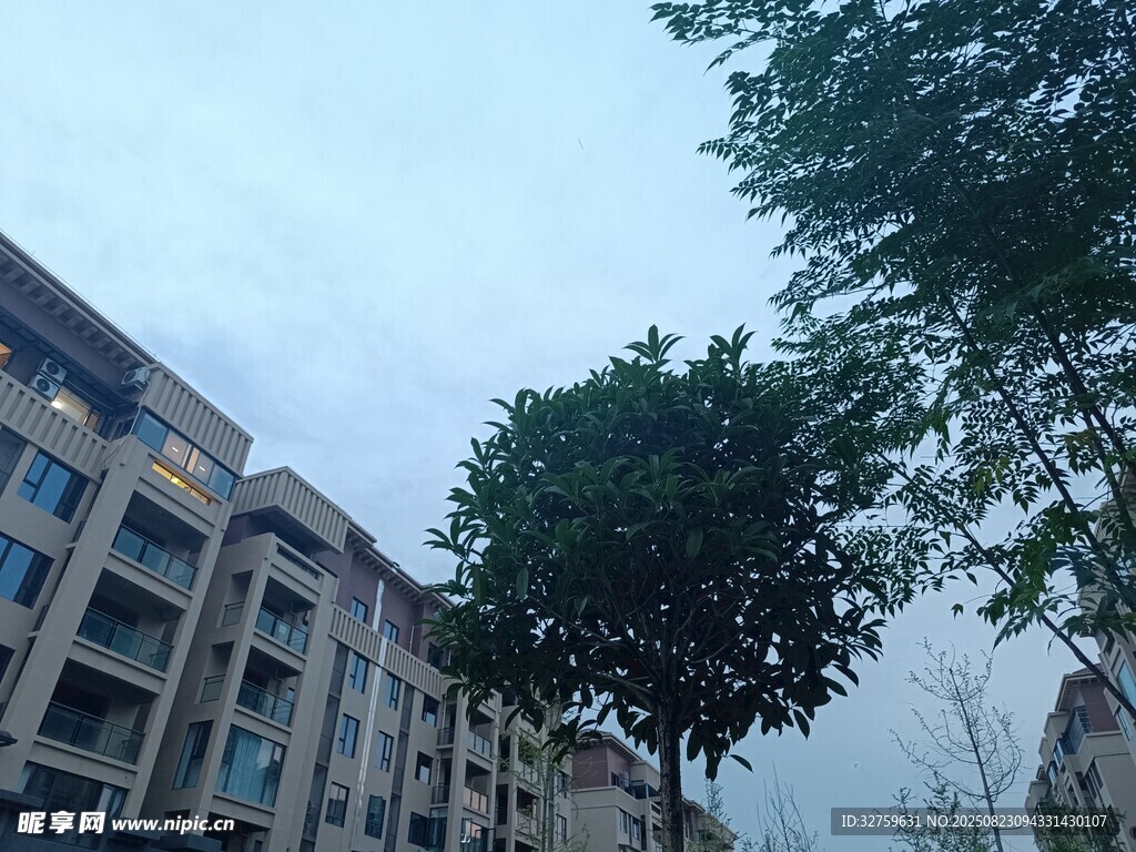 小区住宅楼旁的绿树