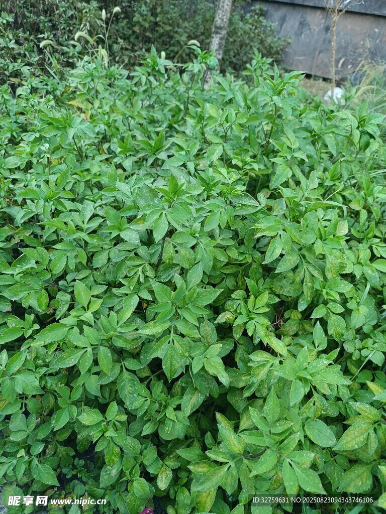 茂盛的绿色植物景观