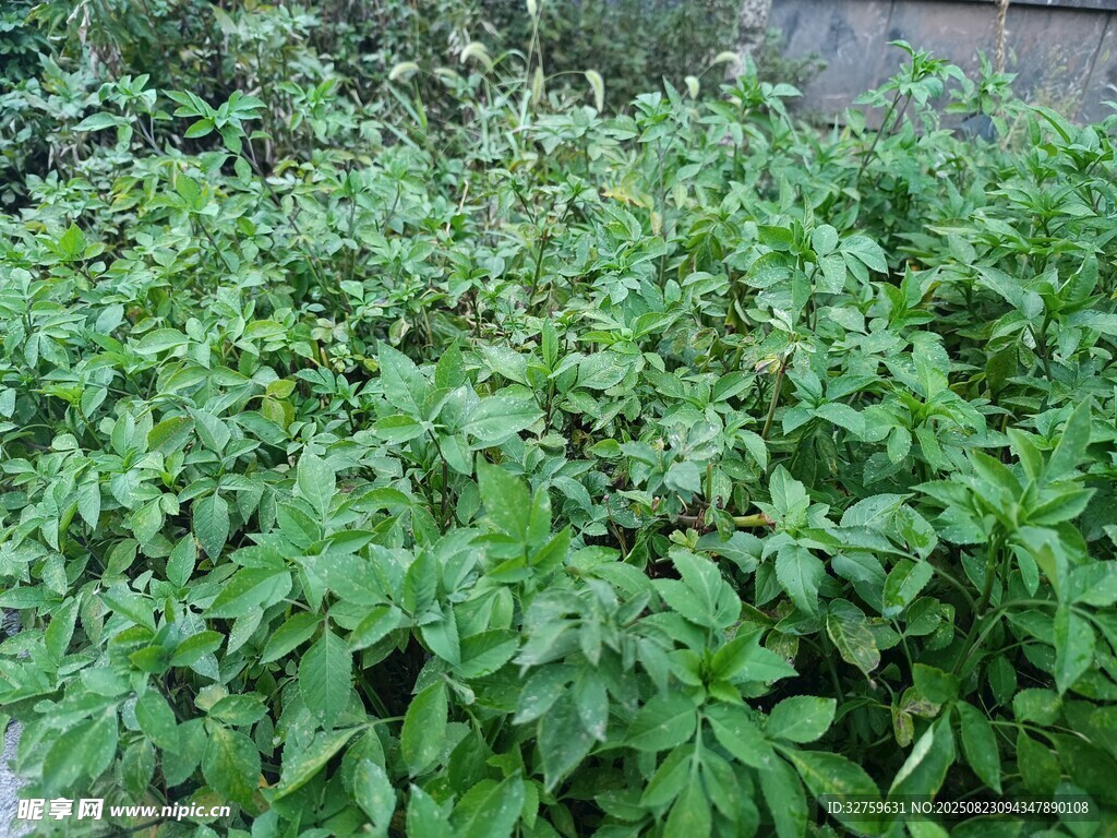 茂盛的绿色植物丛