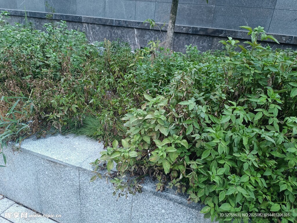 石砌花坛中的繁茂绿植