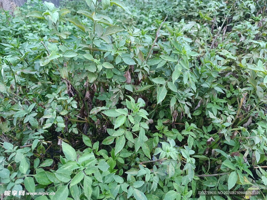 茂密绿植景观