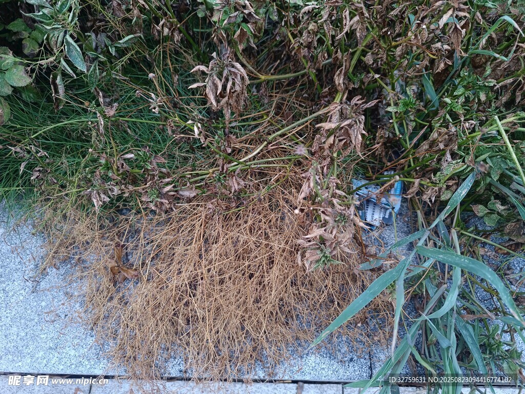 干枯植物与周边绿植景象