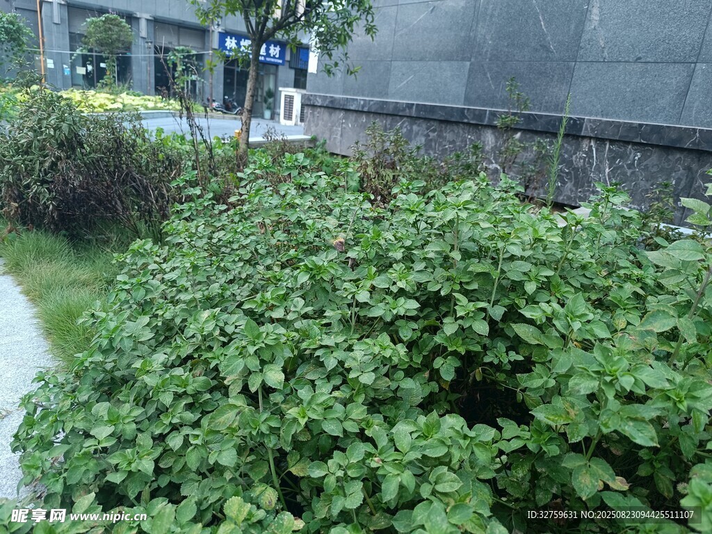 路边繁茂绿植景观