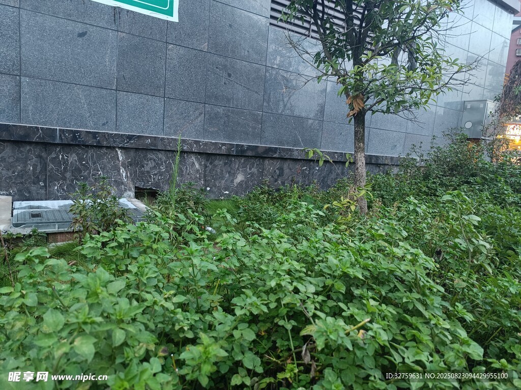 墙边绿植景观