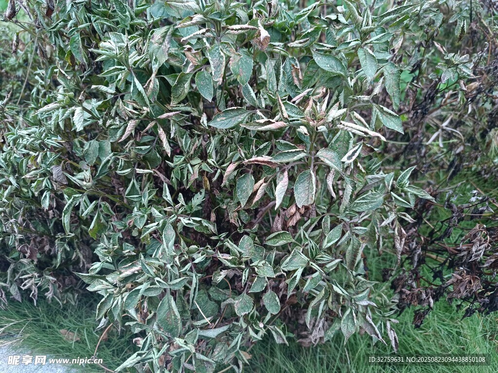 绿叶植物景观