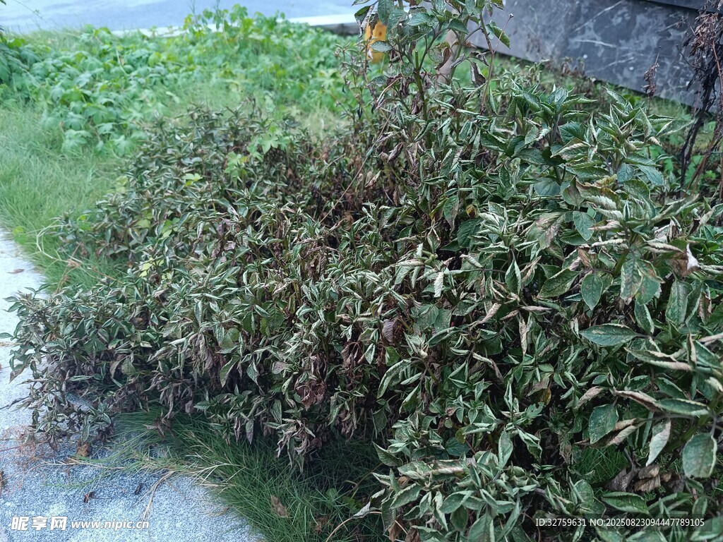 路边繁茂的绿色植物