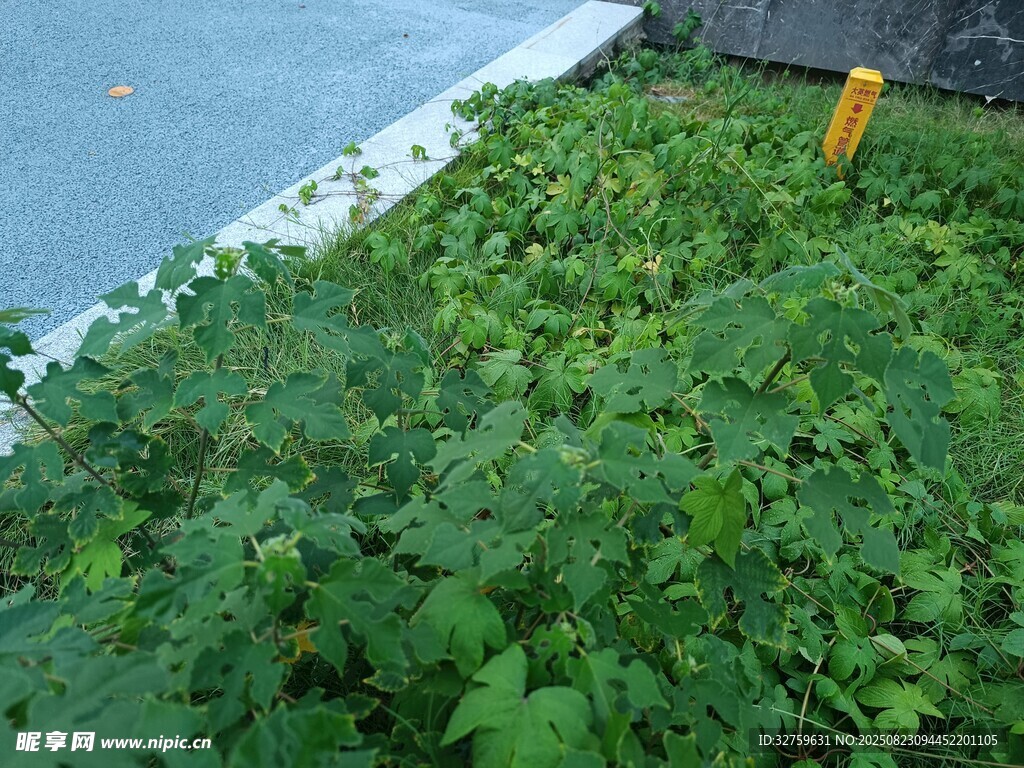 水边繁茂绿植与黄色物件