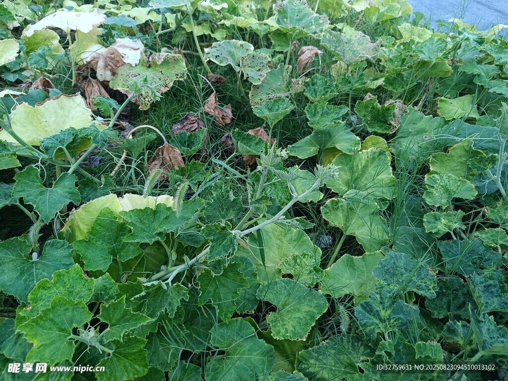 绿叶繁茂的植物景象