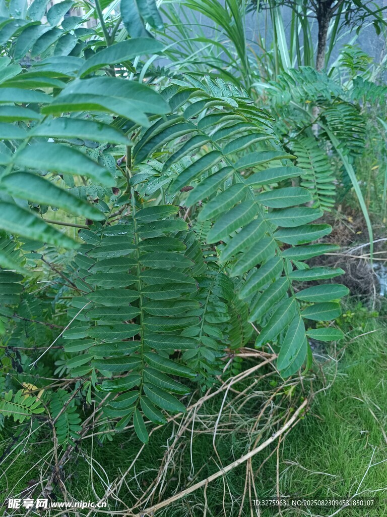 翠绿蕨类植物生机勃勃