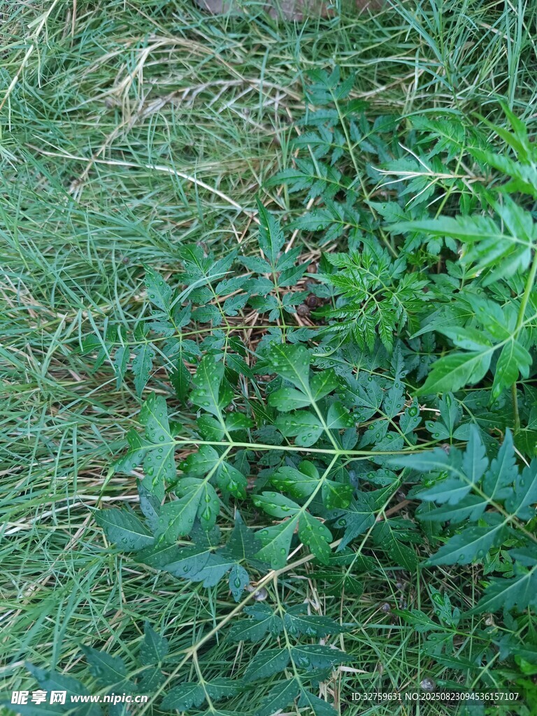 草丛中的绿色蕨类植物