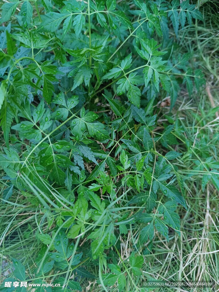野外繁茂的绿色植物群落
