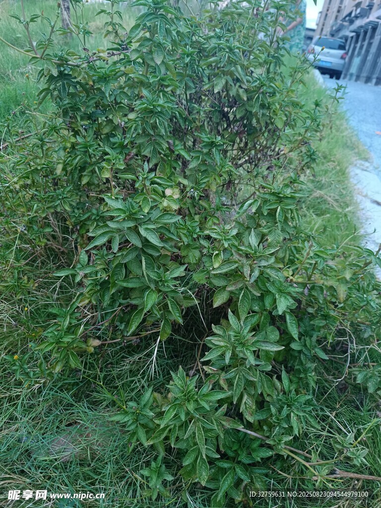 路边繁茂的绿色灌木丛