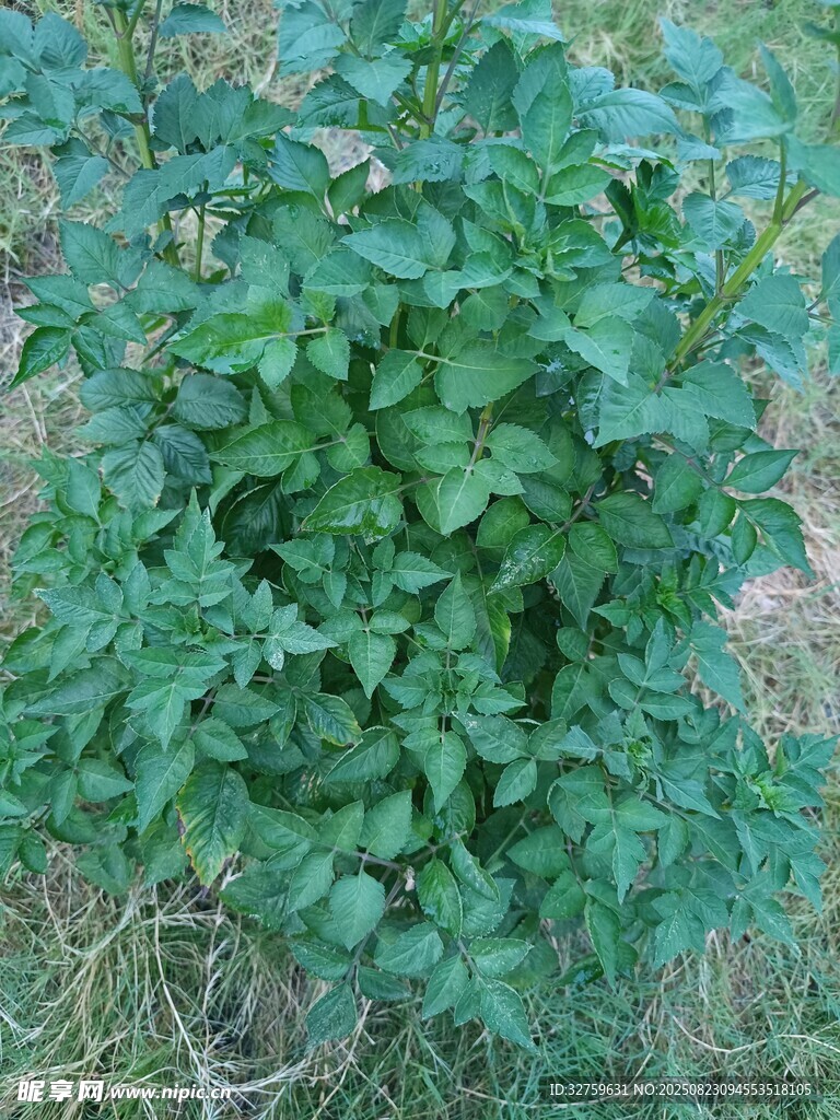 茂盛的绿色植物丛