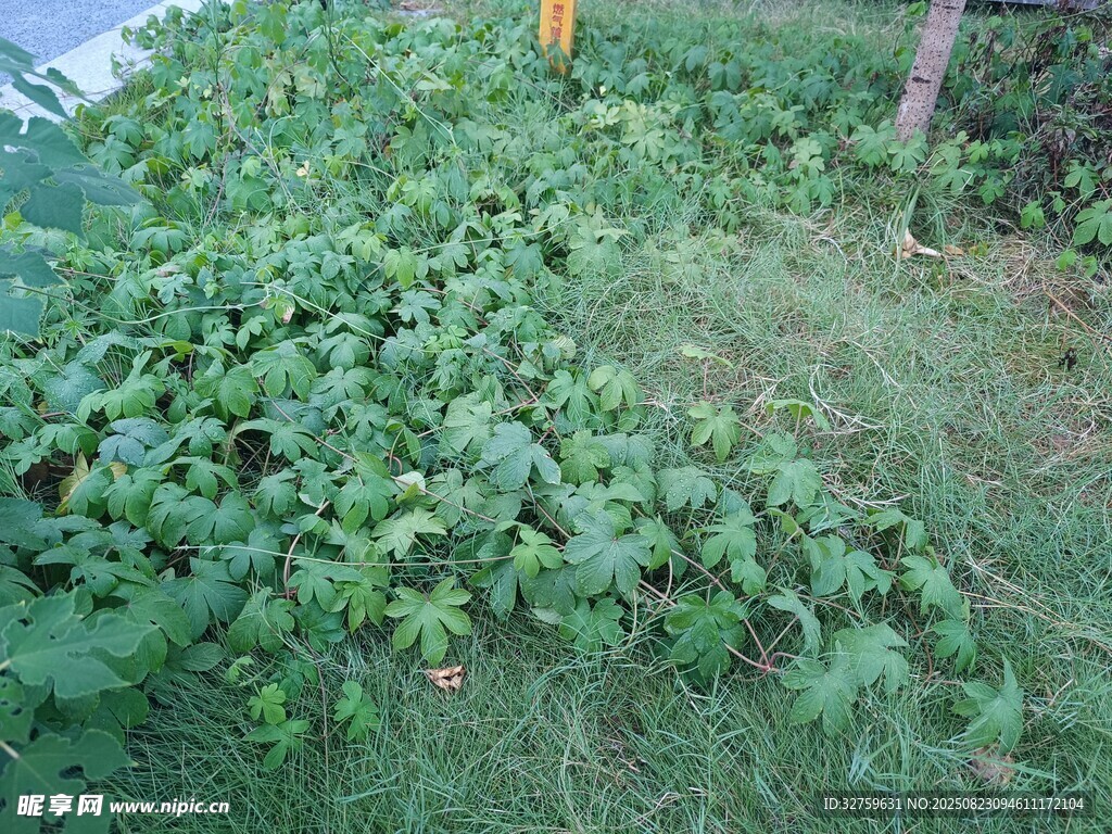 野外繁茂绿植景象