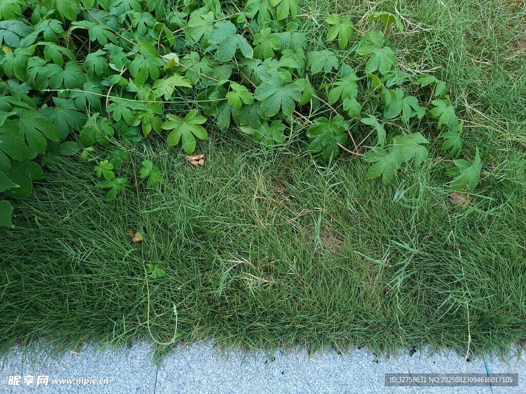 路边的绿色植物
