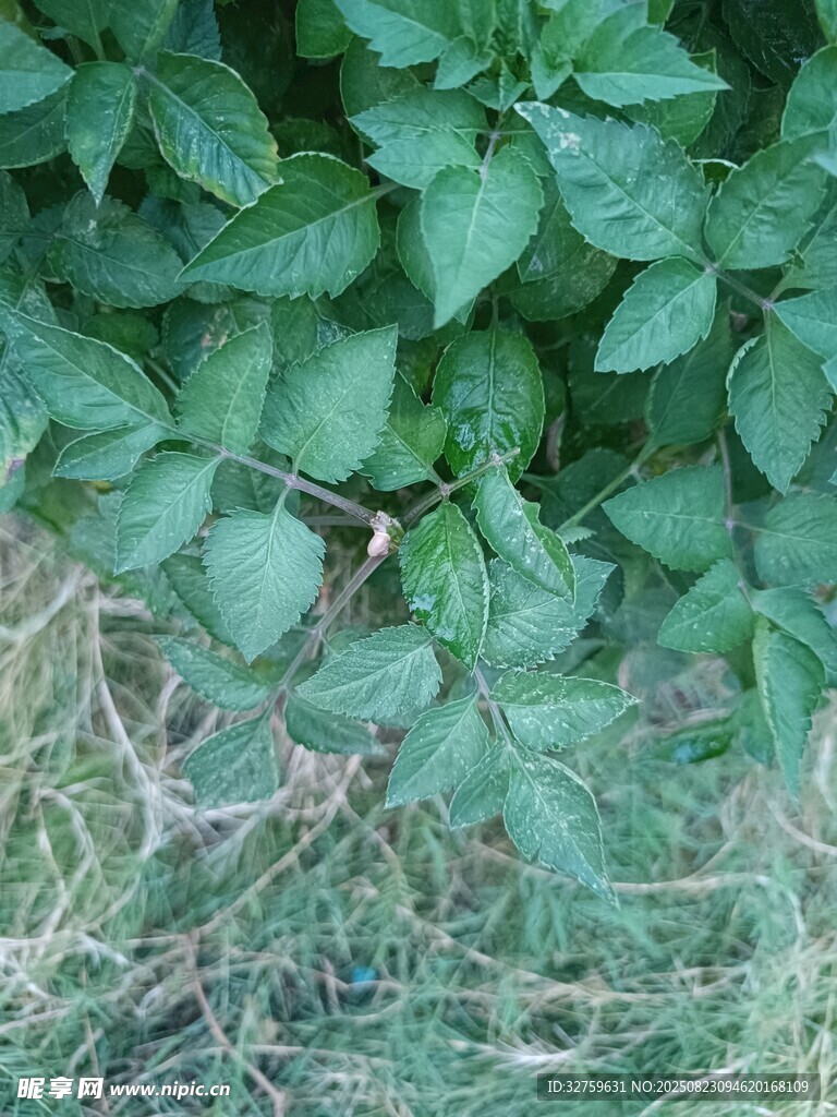 绿叶丛生的地面植物