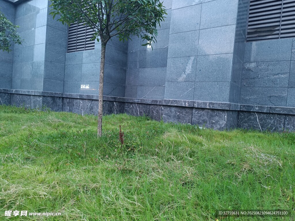 墙边草地中的小树