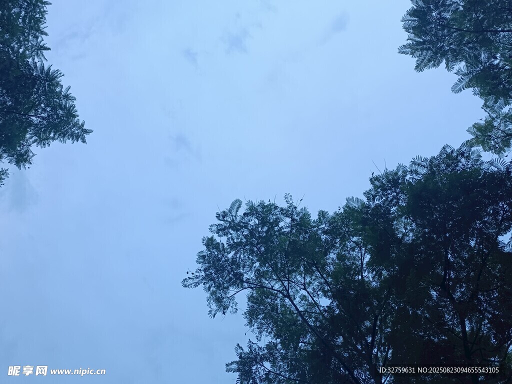 仰视树木与天空景象