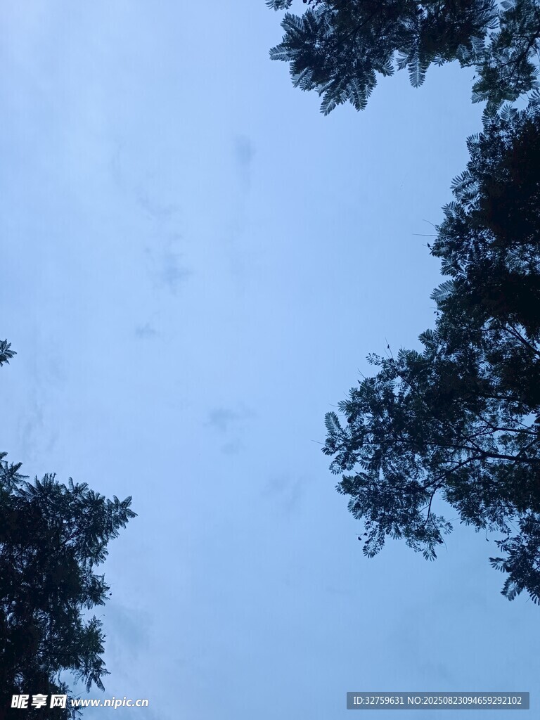 仰视天空中的繁茂树冠