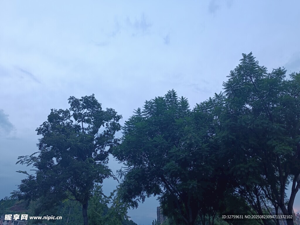雾中葱郁树木景观