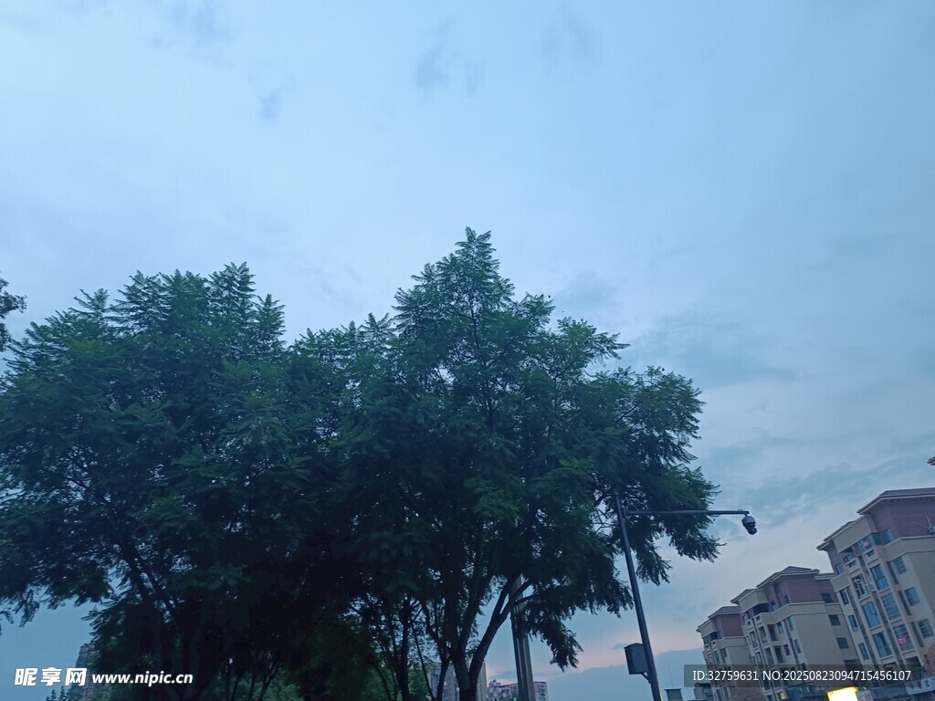 绿树映衬下的城市天际线