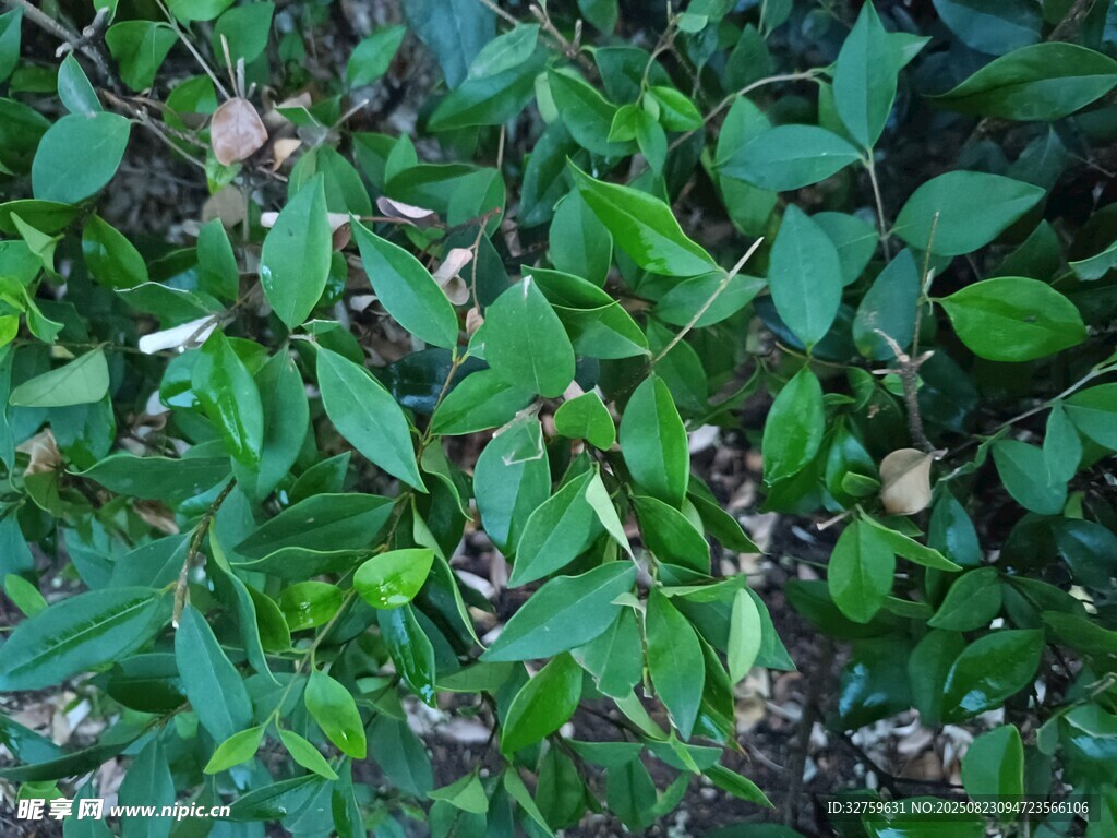 翠绿繁茂的植物叶片