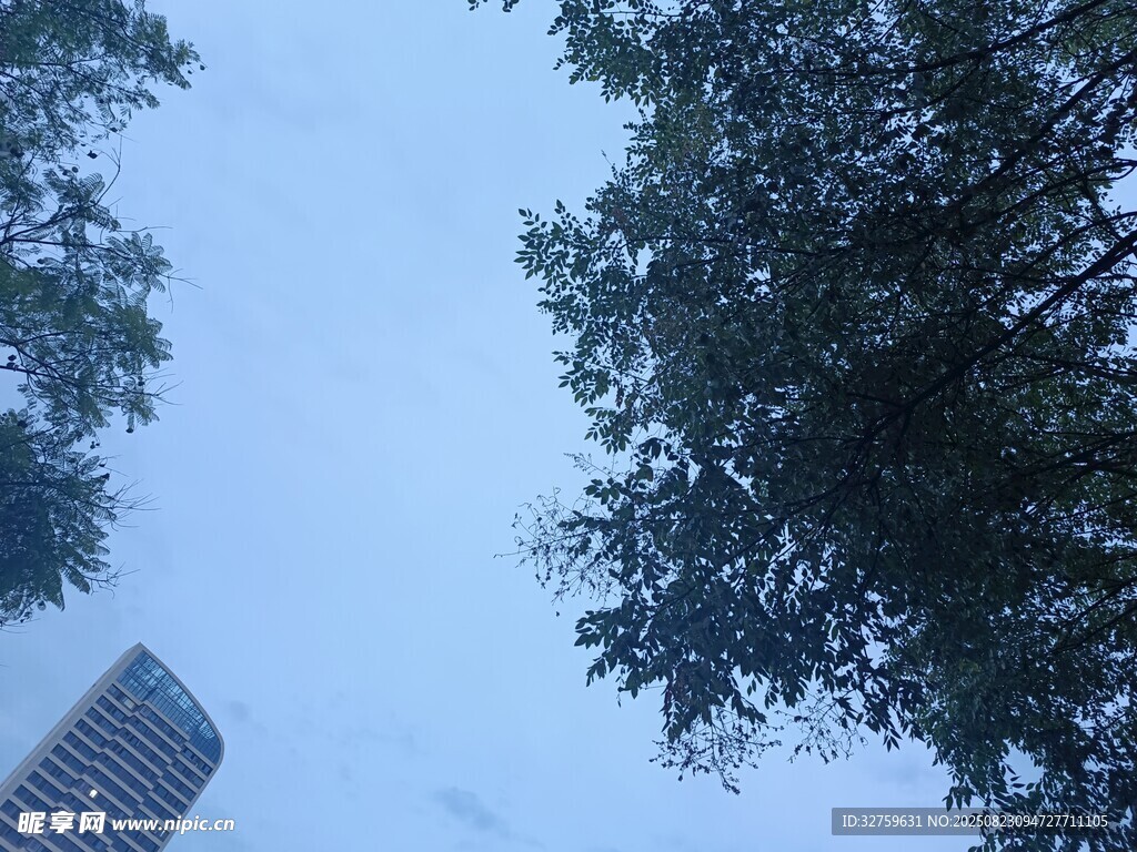 高楼与树冠映衬的天空