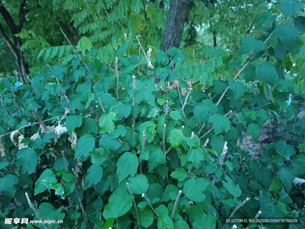 繁茂绿植中的清新景致