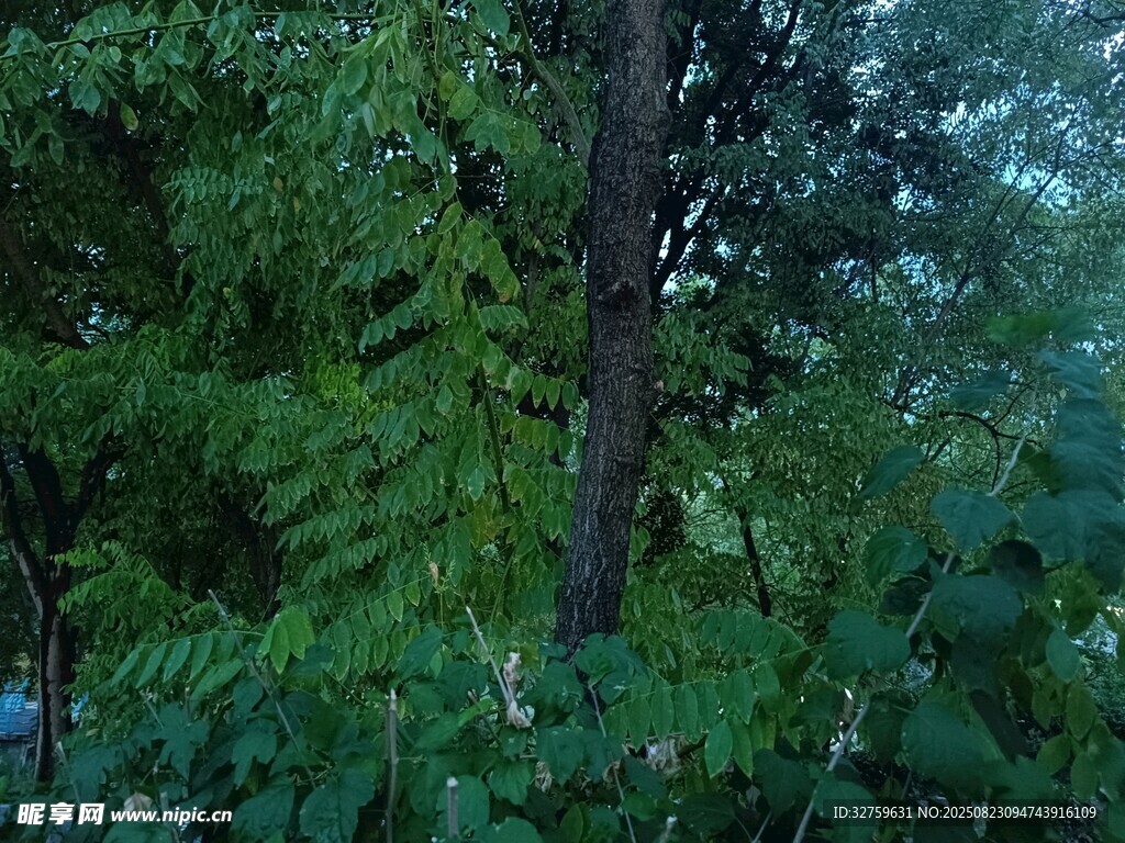 茂密树林中的繁茂绿植