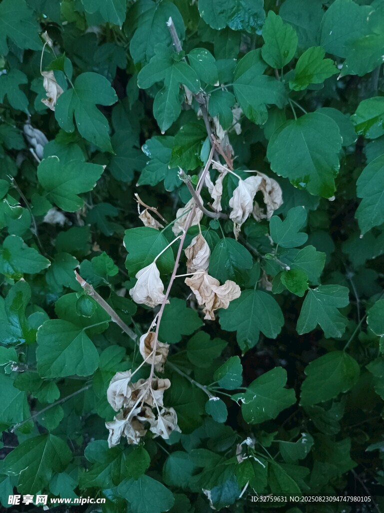 绿叶丛中的枯萎花朵