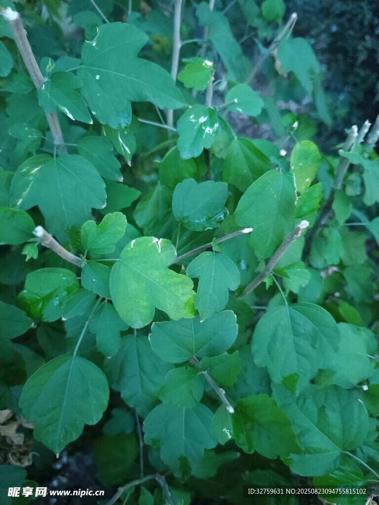 绿叶植物特写