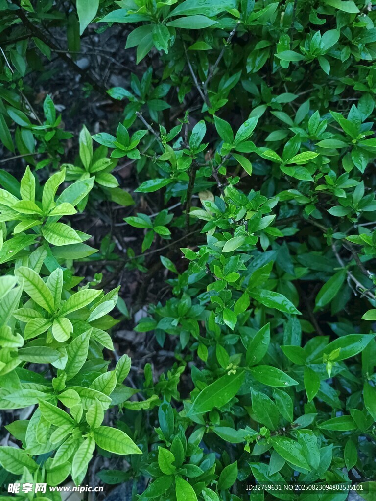 翠绿繁茂的植物群落