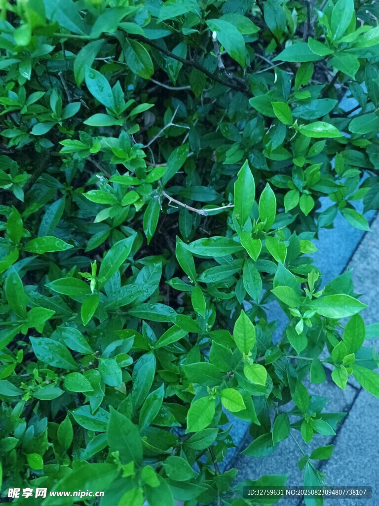 翠绿繁茂的地面绿植景观