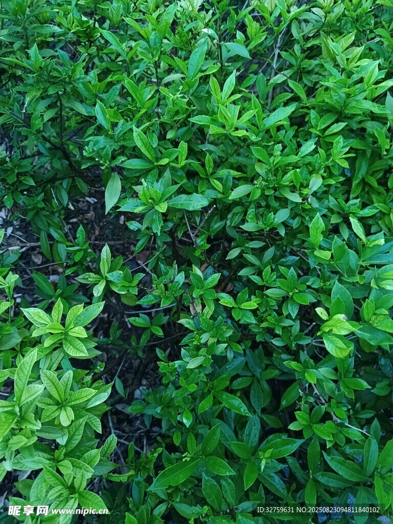翠绿繁茂的绿植景观