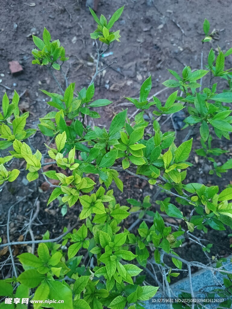 嫩绿植物生机盎然