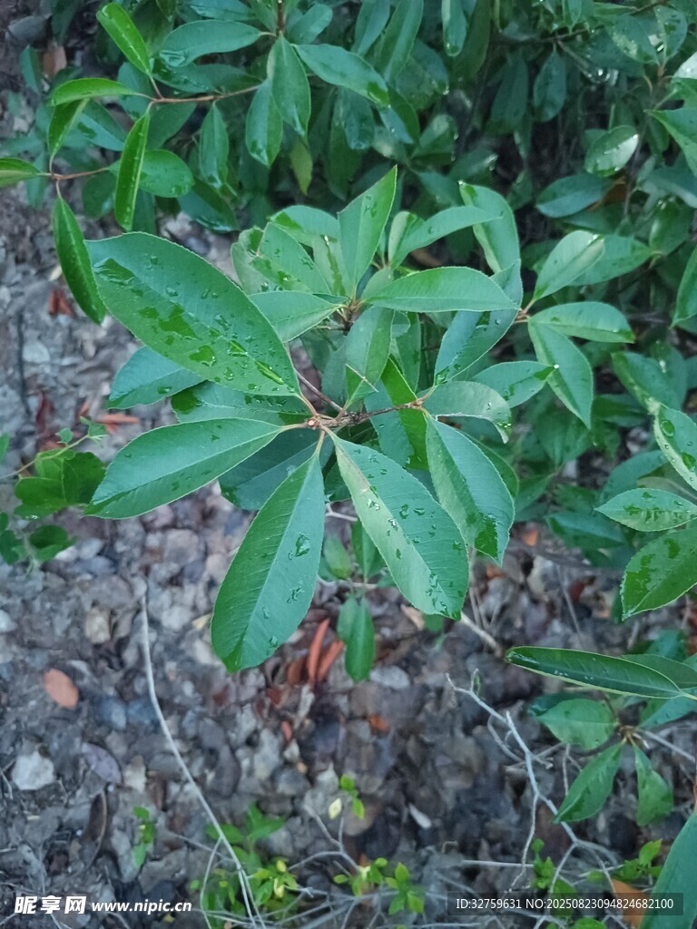 绿叶繁茂的植物景象