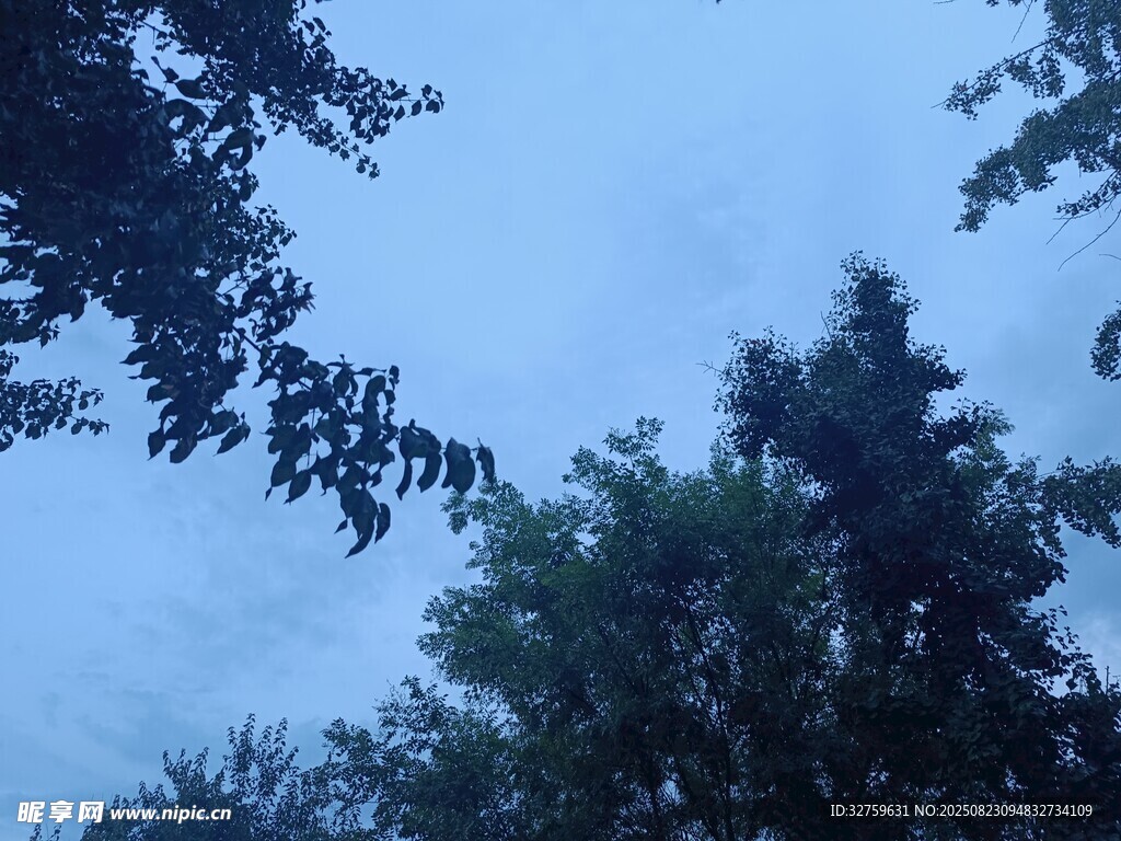树梢间的淡蓝天色