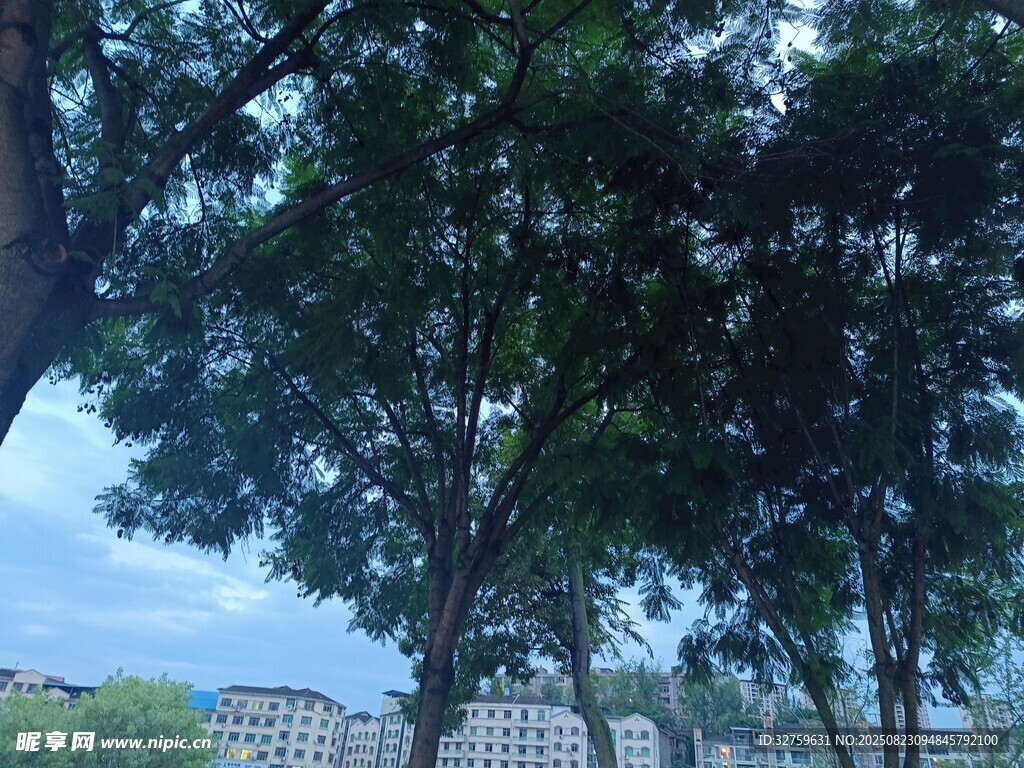 繁茂大树下的城市远景