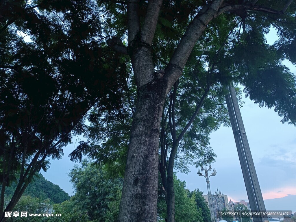 黄昏下的高大树木景观
