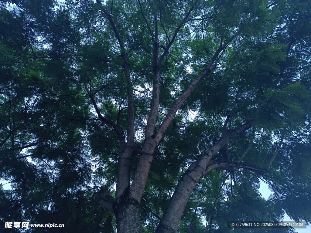 仰视繁茂树木景观