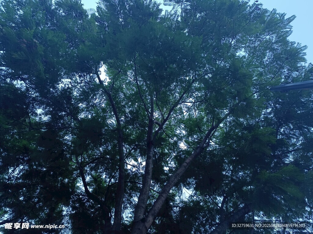 仰视茂密树冠景象